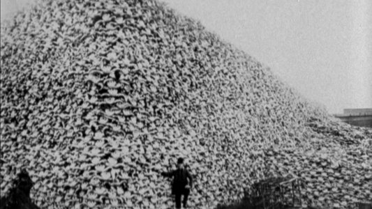 The Great Buffalo Saga