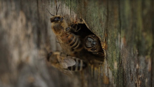Abeilles