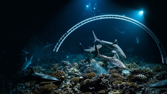 700 requins dans la nuit