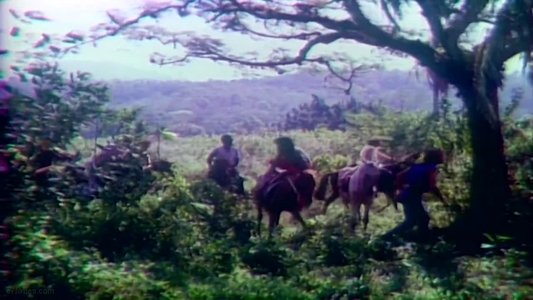 Robin Hood, O Trapalhão da Floresta