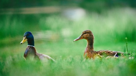 Den Menneskelige Naturen