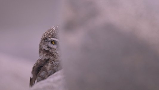 La Panthère des neiges