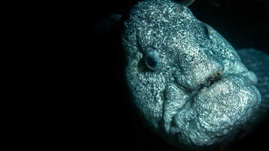 Ocean's Weirdest