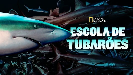 700 requins dans la nuit