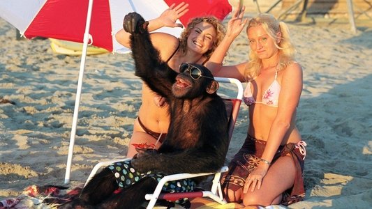 Funky Monkey