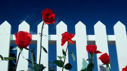 Blue Velvet
