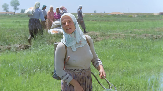 Kurbağalar