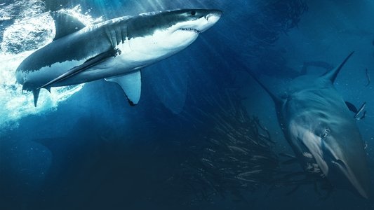 Shark