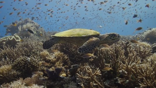 A Deeper Dive with David Attenborough