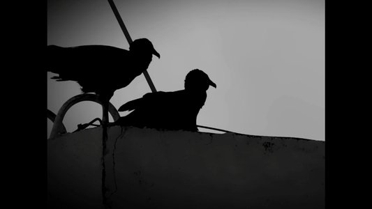 Urubu(s)
