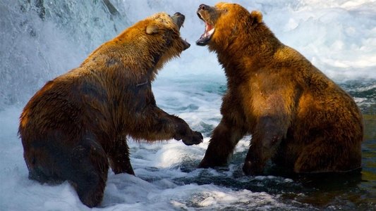 Expedition Wild with Casey Anderson