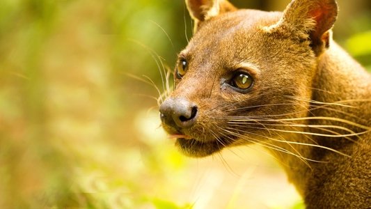 Madagascar's Weirdest