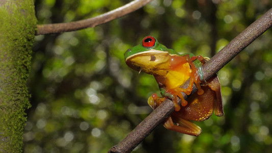 Extraordinary Ecosystems