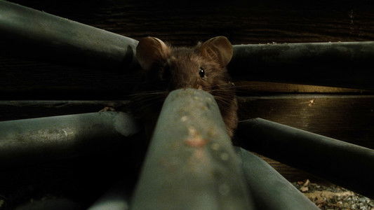 MouseHunt