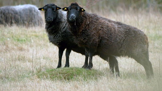 Rügen - Weiße Felsen, grüne Wälder