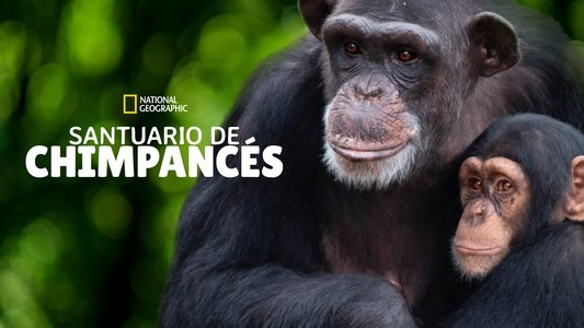 Meet the Chimps