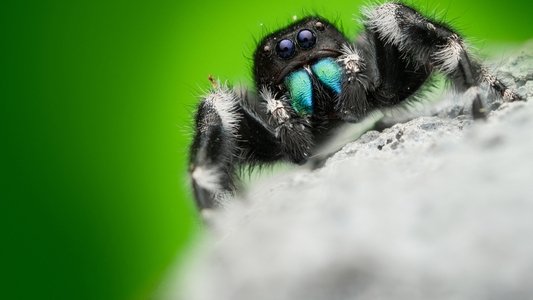 A Real Bug's Life