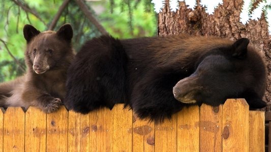 Cities: Nature's New Wild