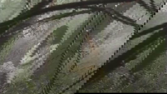 監禁逃亡　美しき獲物たち