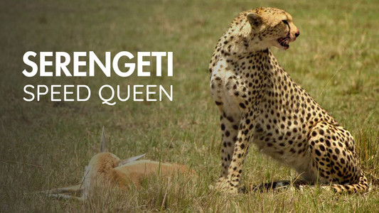 Serengeti Speed Queen