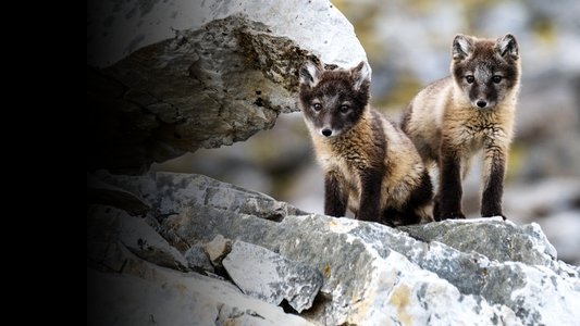 Incredible Animal Journeys