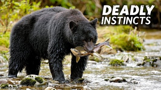 Deadly Instincts