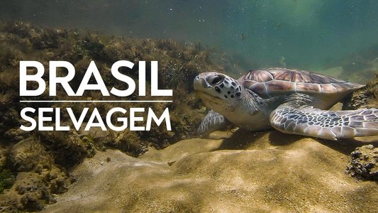 Brasil Selvagem