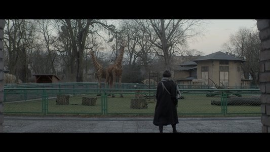 Anadolu Leoparı