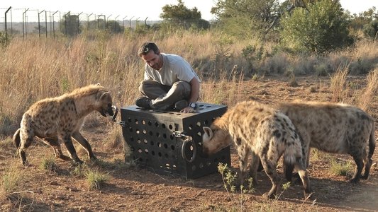 Killer IQ: Lion vs. Hyena