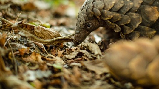 Gorongosa: Paradise Reborn
