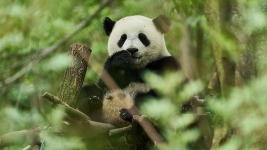 Moon le Panda