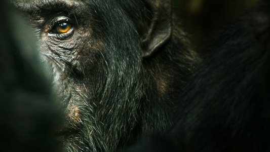 Chimp Empire