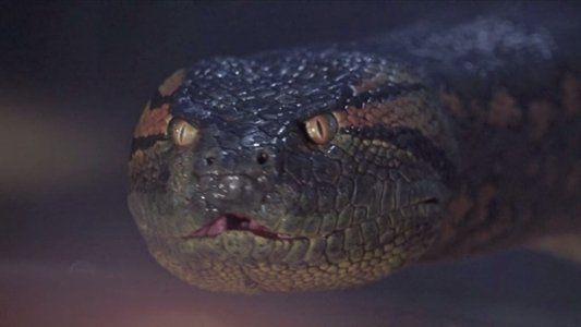 Anaconda