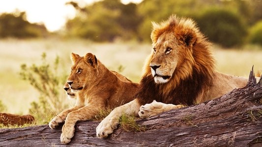 Wild Botswana