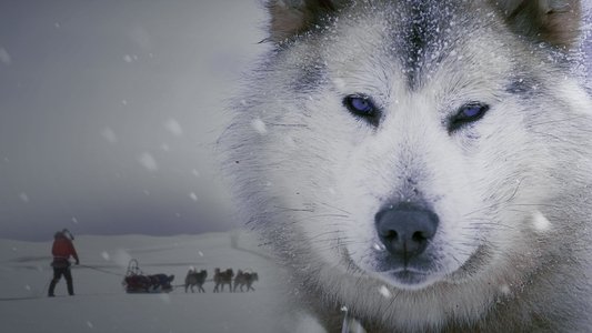 Ice Dogs: The Only Companions Worth Having