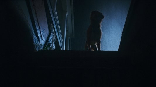 Good Boy