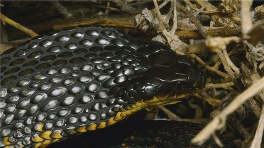 Snake Island: Wild & Deadly