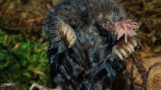 World's Weirdest: Extreme Body Parts