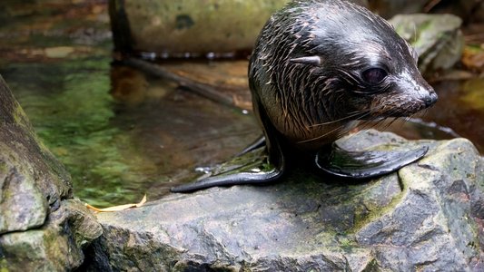 Fur Seals