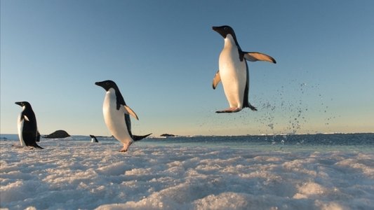 Antarctica, sur les traces de l'empereur