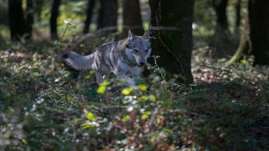 L'ombra del lupo