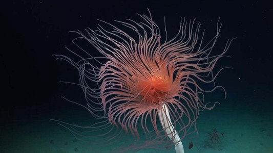 Abysses, la face cachée des océans