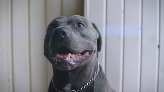 Pitbull