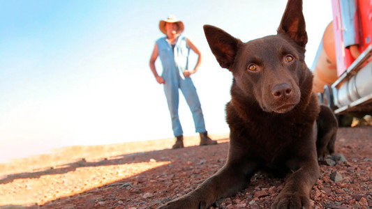 Red Dog