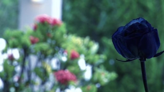 Flores Secas