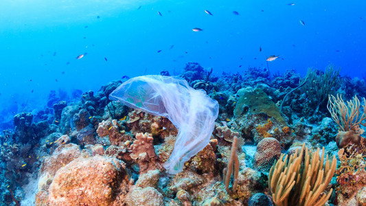 A Plastic Ocean