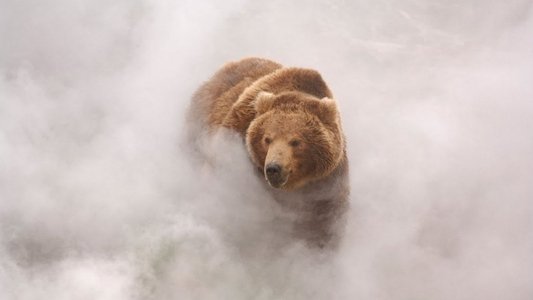 Terre des ours