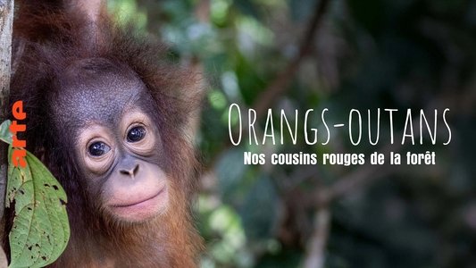 Orang-Utans - Borneos Waldmenschen