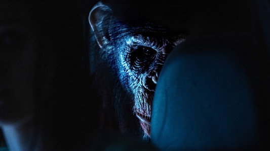 Primate