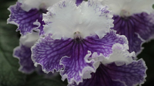 シャニダールの花